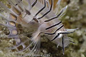 Juv Pink Lion Fish Close-up 
Nikon D7000  105 mm Macro I... by Ximena Olds 
